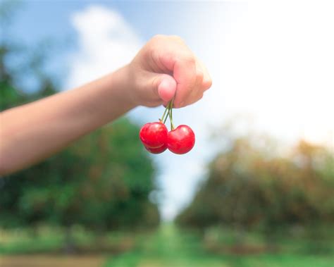 Door County Cherry Picking Adventures at Soren's Valhalla Orchards ...