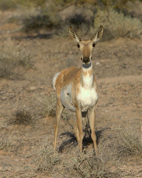 National Wildlife Refuges Prove a Stronghold for Rare Sonoran Pronghorn - Sporting Classics Daily