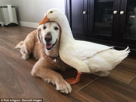 dung..Touching Plea: Dog's Emotional Call to Preserve Friendship with Duck Resonates with ...