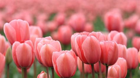 Tulip Wallpapers Top Free Tulip Backgrounds Wallpaperaccess