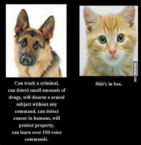 The differences between cat and dog - 9GAG