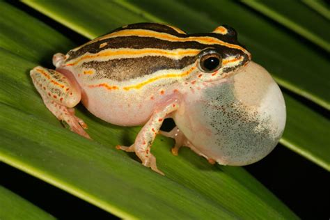 What is a frog? A frog is a small amphibian which tucks its legs ...