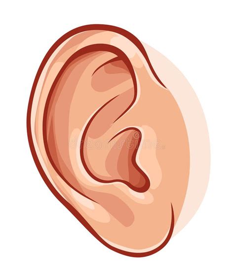 Human ear. Illustration of realistic human ear isolated on white , #ad ...