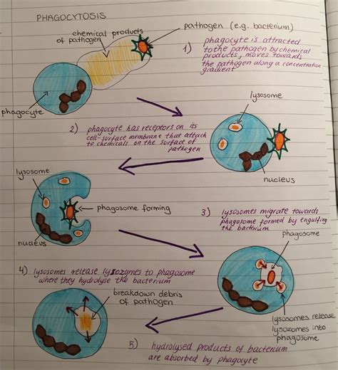 Phagocytosis diagram | Schema