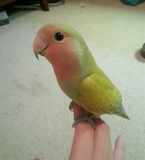 12 Pet Parrots You Can't Believe Even Exist | Pet birds, Parrot pet, Cute birds