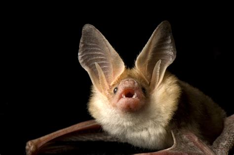 Pallid Bat – National Geographic Education Blog