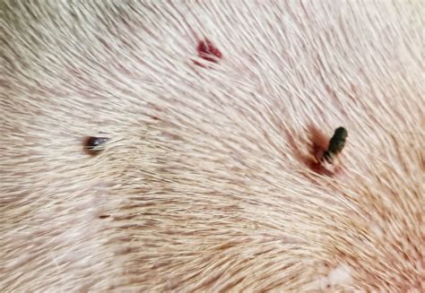Are Skin Tags Appearing On Dogs Bad