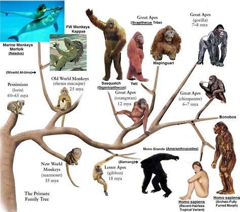 Primate Family Tree - Continuing Creation