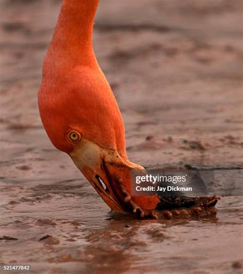 Greater Flamingo Feeding Photos and Premium High Res Pictures - Getty ...