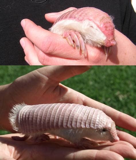 The Science Questionnaire: Species Spotlight: Pink Fairy Armadillo