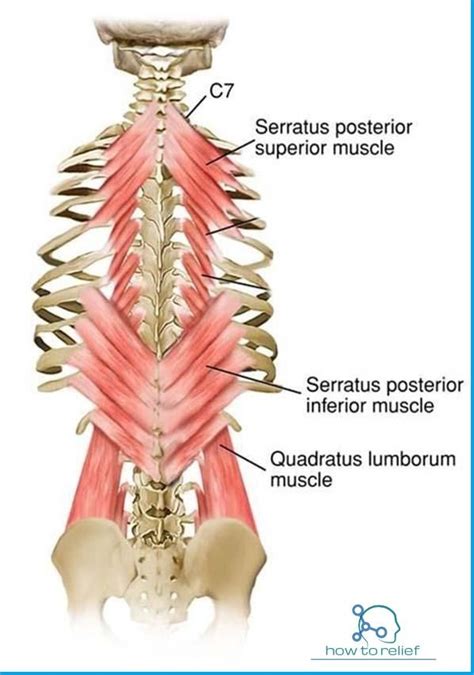 Serratus Posterior Inferior And Superior