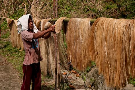 Catanduanes declared as PH's 'abaca capital' | ABS-CBN News