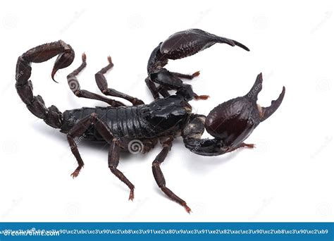 African Venom Scorpion Isolated on White Background Stock Image - Image ...