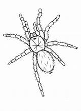Tarantula Drawing At GetDrawings  Free Download sketch template