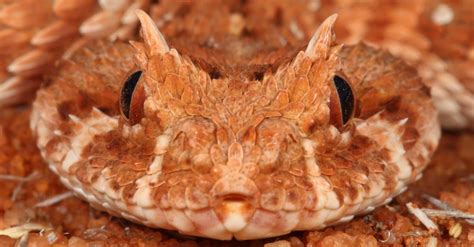 Horned Adder - A-Z Animals