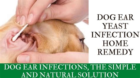 How To Tell If Dog Has Yeast Infection In Ear