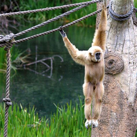 Gibbon Swinging Photograph by Roy Williams - Fine Art America