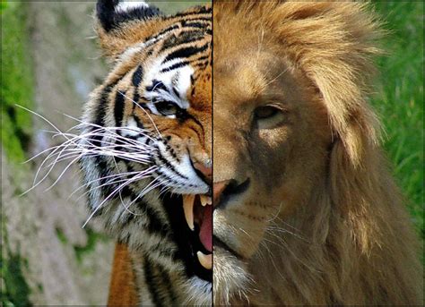 Tiger VS Lion by superskill1995 on DeviantArt