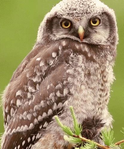 an owl sitting on top of a tree branch next to a green background with ...