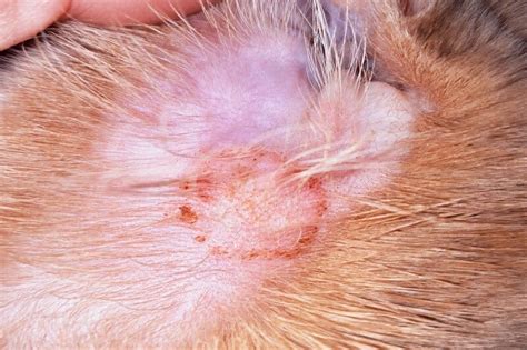 Is It Possible to Transmit Ringworm from Cats to Humans? - Catster