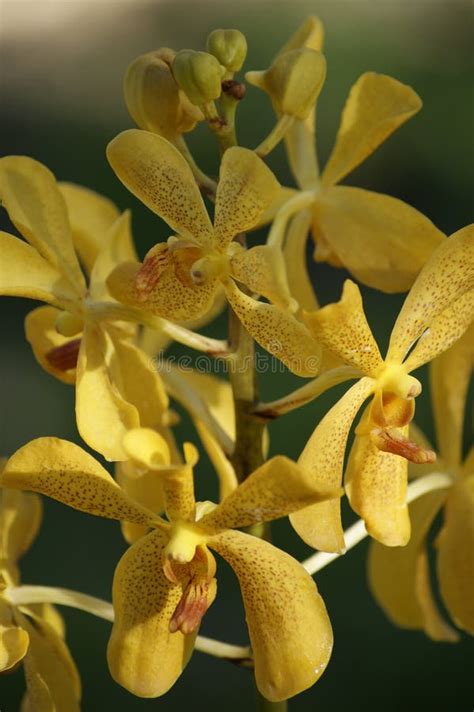 Wild Orchids. Borneo. stock photo. Image of saravak, botany - 14102498