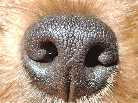 Close-up on Dogs Nose · Free Stock Photo