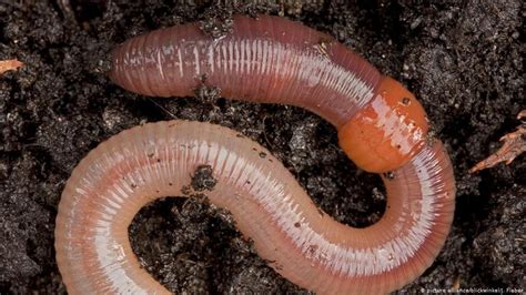 CuriouSTEM - What's it like to be a worm?