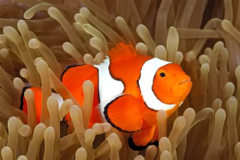 JUMBO Amphiprion Ocellaris Clown Fish Adults 1/2 3 *SALE, 60% OFF