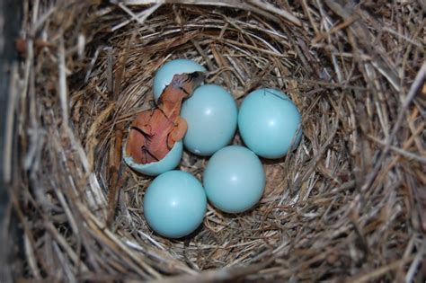 Hatchling Bluebirds. First hatchling bluebirds of the season. Birds were in a nesting box ...