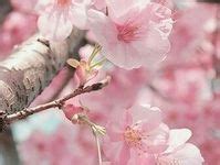 60 Cherry blossom wallpaper ideas | cherry blossom wallpaper, cherry ...