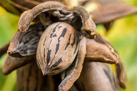 Texas pecan production below average, demand remains strong - National ...