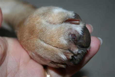 Possible Reasons For A Dog's Swollen Paws - 9 March 2016 - Pet Blog - Veterinary Tips