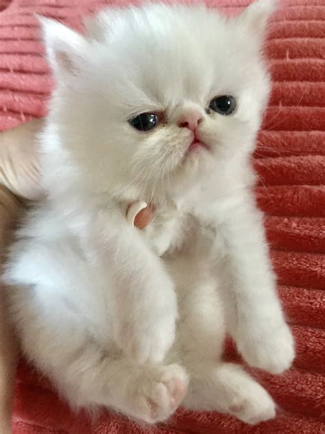 13 himalayan kitten for adoption near me Himalayan cats available for adoption for sale in la ...