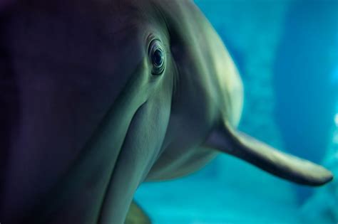 Dolphin Eye Photo by Dru Matey — National Geographic Your Shot ...