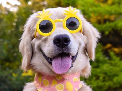 Dogs Cuteness alert! We bet these dogs wearing sunglasses will be the best thing you will see on ...