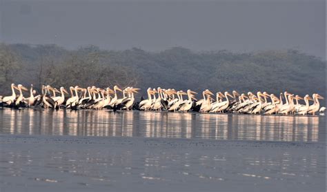 India adds two wetlands to the List of Ramsar Sites - Wetlands ...