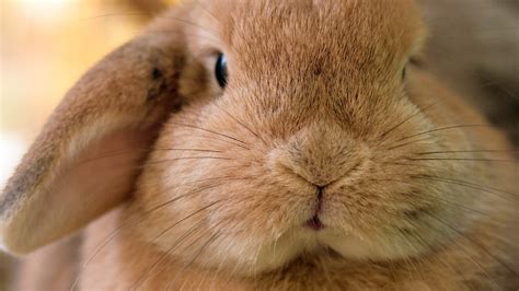 Rabbit’s Wet Nose Comes And Goes