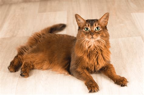 Shades of Cuteness - 13 Of The Most Attractive Brown Cat Breeds - Animal Corner