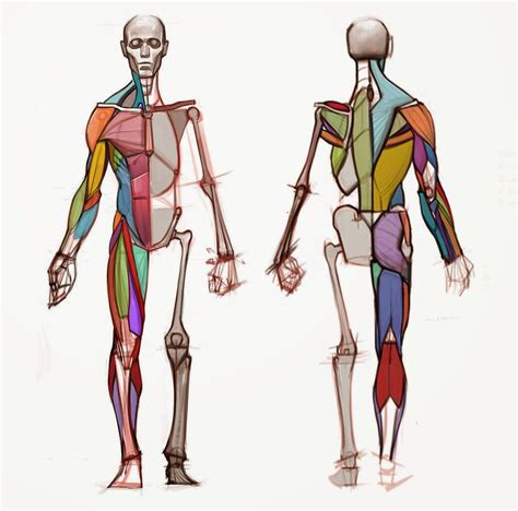 Anatomy Models, Anatomy For Artists, Male Figure Drawing, Life Drawing ...