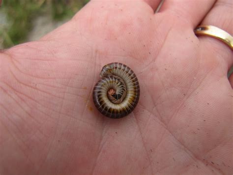 Florida Ivory Millipede (Virginia Key North Point) · iNaturalist