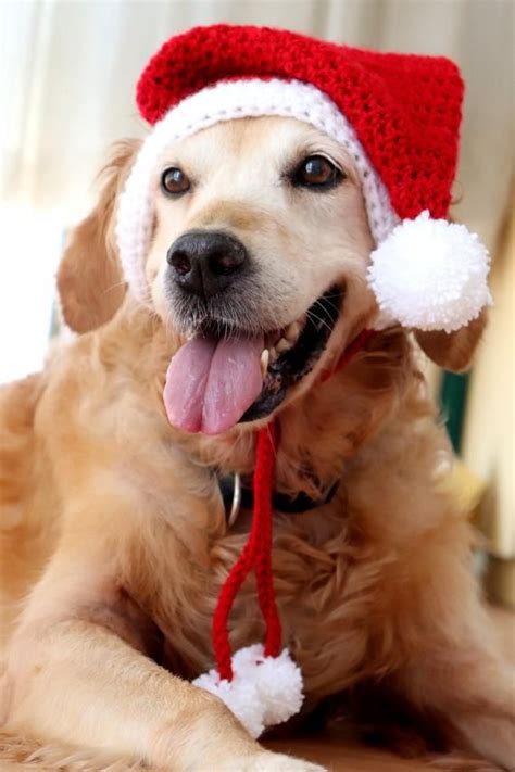 a dog wearing a santa hat laying on top of a wooden floor with his tongue hanging out