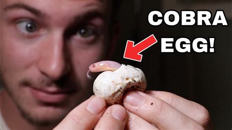 HATCHING COBRA EGGS!!! - YouTube