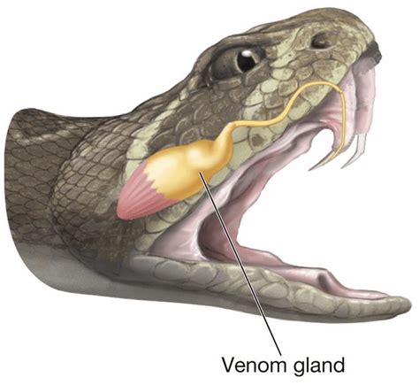 Publications – Vetox Lab – Venom Research and Toxicology Laboratory