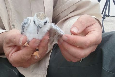 Fairy godmothers to endangered fairy terns | Conservation blog