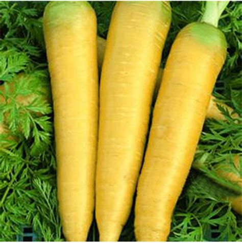 Yellow Carrots