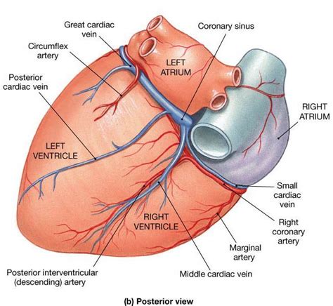 Posterior interventricular sulcus Right Coronary Artery Coding ...