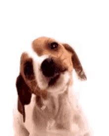 Dog Love GIFs | Tenor