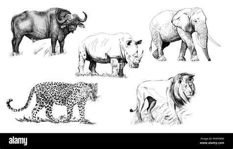 Big african five animal. Hand drawn illustration. Collection of hand drawn illustrations ...