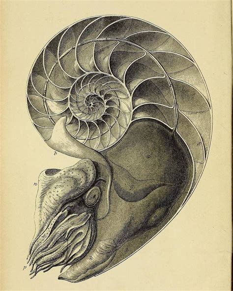 Chambered Nautilus Drawing at GetDrawings | Free download