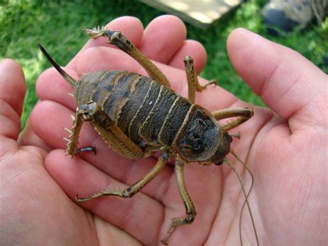 10 Questions About Insects Answered | Britannica